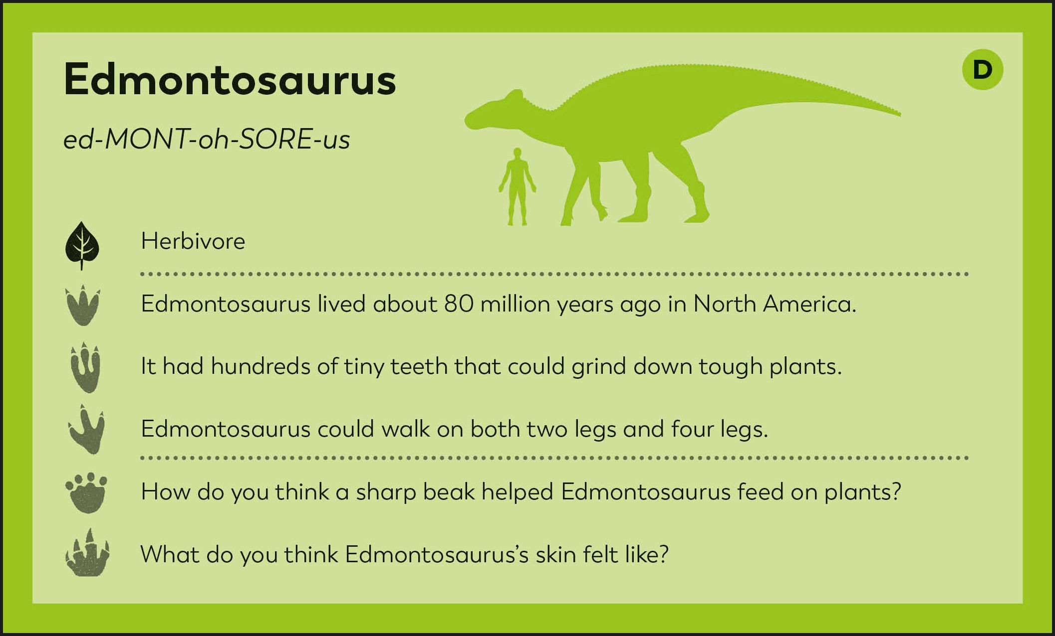 My First Dinosaur Flash Cards