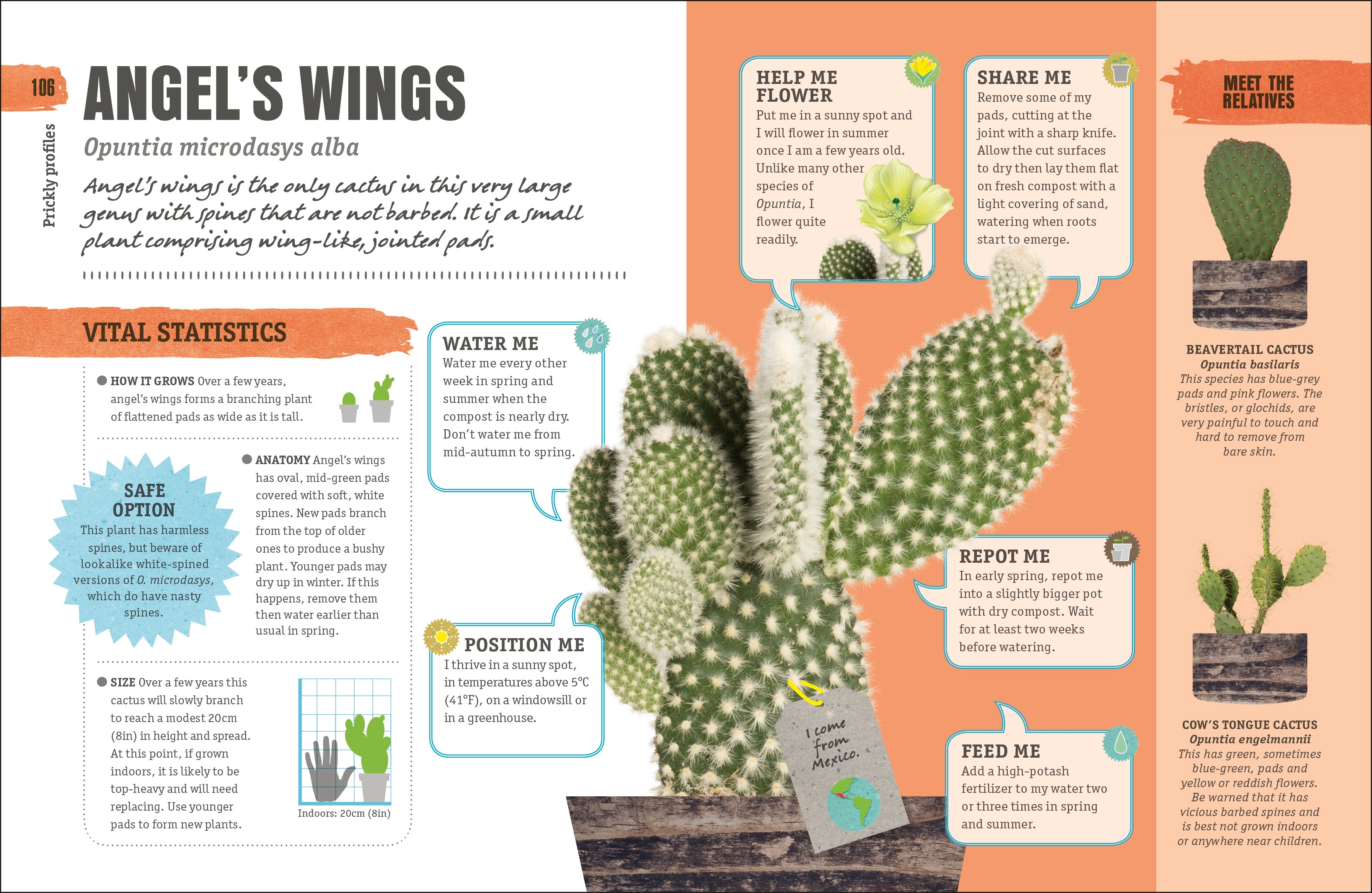 prickly pear cactus anatomy Happy Cactus – DK