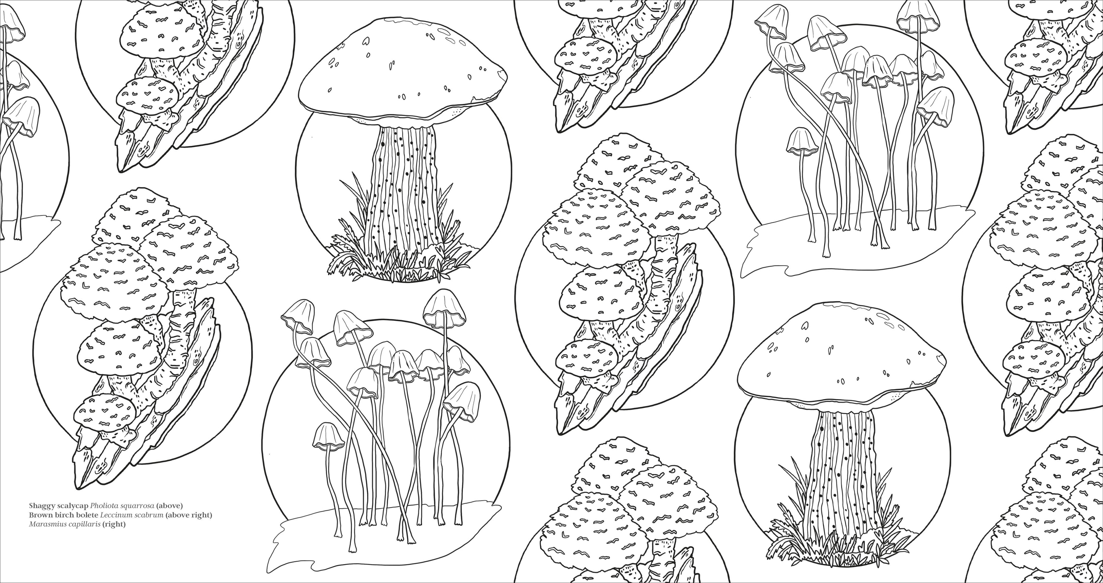 Fascinating Fungi Colouring Book-Spread, Image, (PRHC, Design, Do, Not, Use)-5