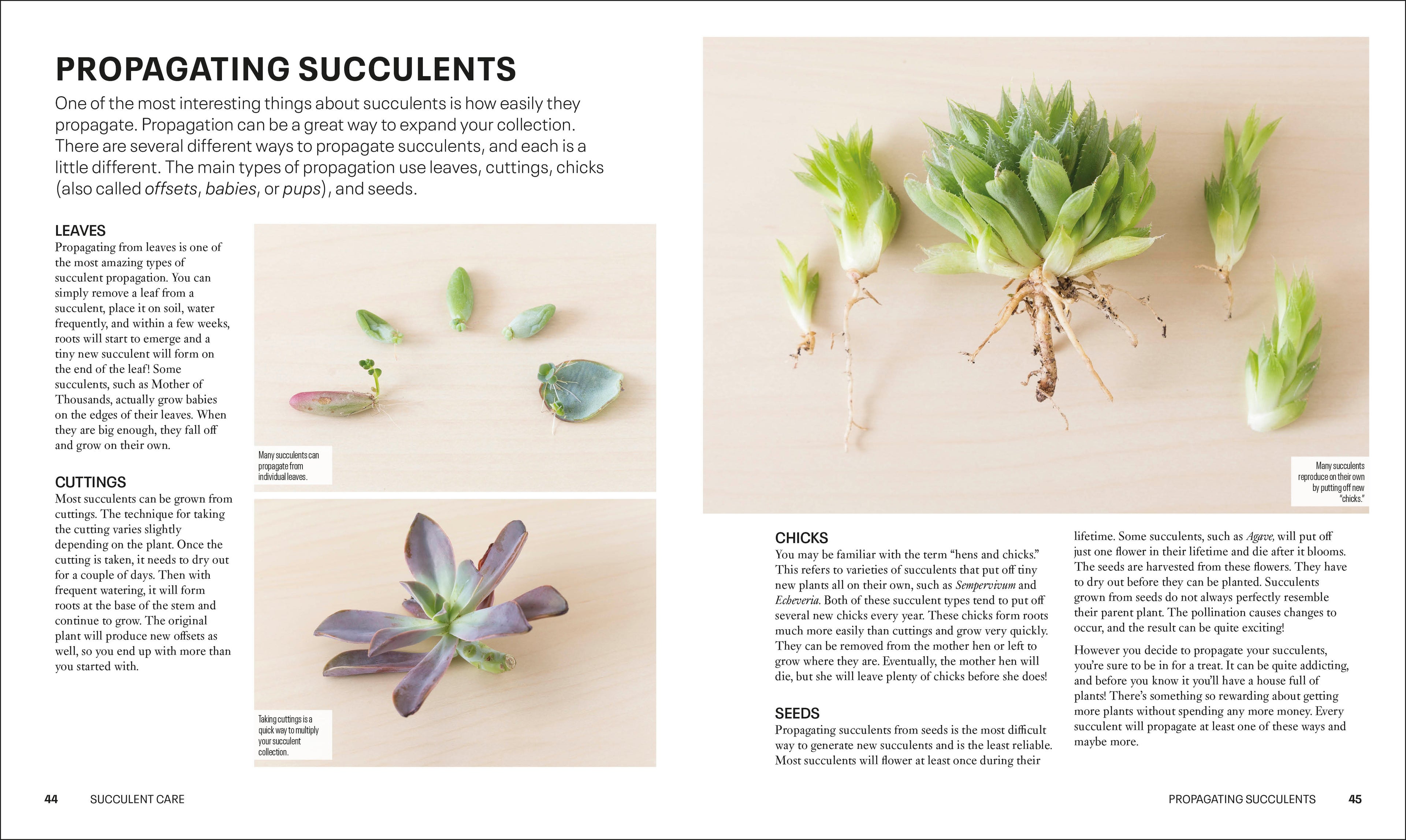 do succulents spread Succulents – DK