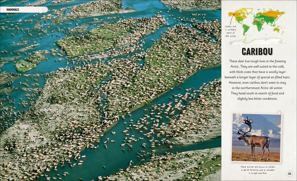 Amazing Animal Journeys