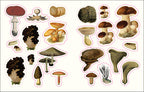 The Forests, Fairies and Fungi Sticker Anthology-image