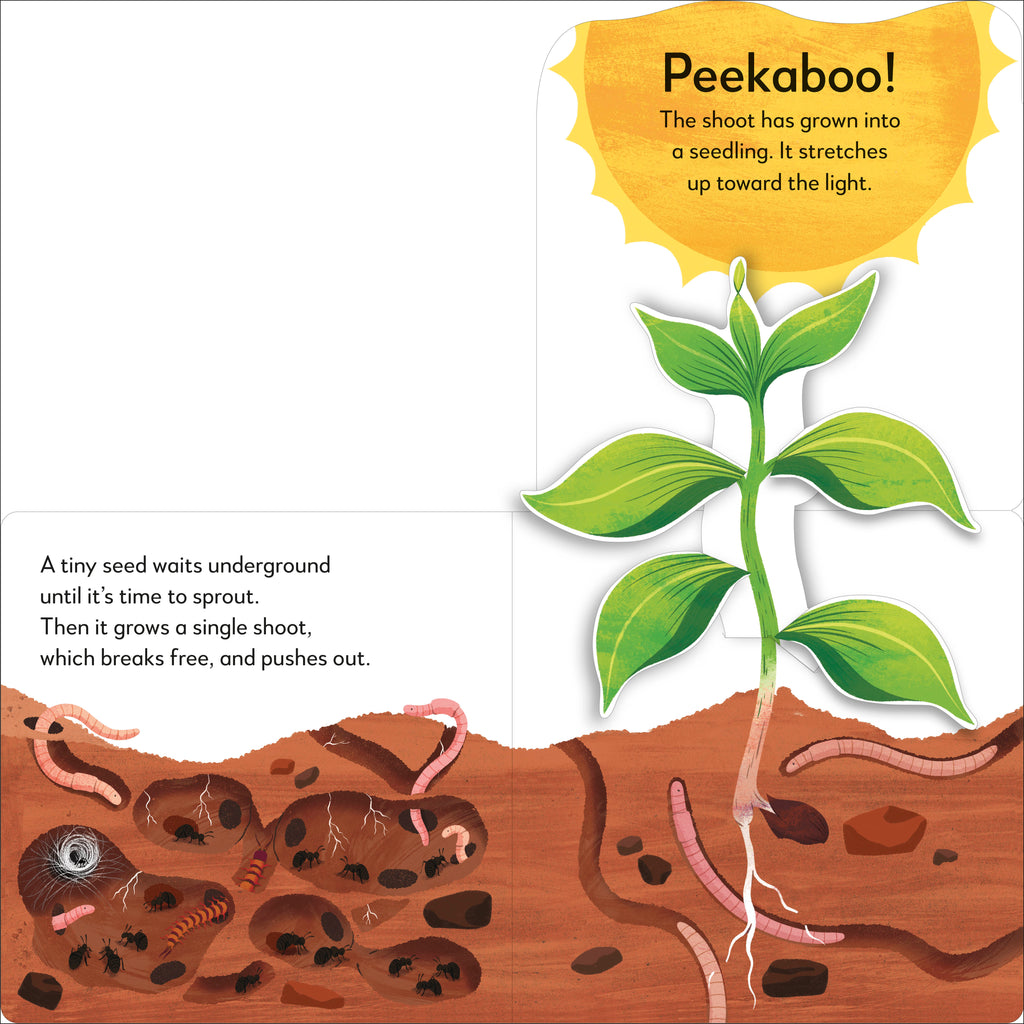Pop-Up Peekaboo! Tree-Spread, Image, (PRHC, Design, Do, Not, Use)-1