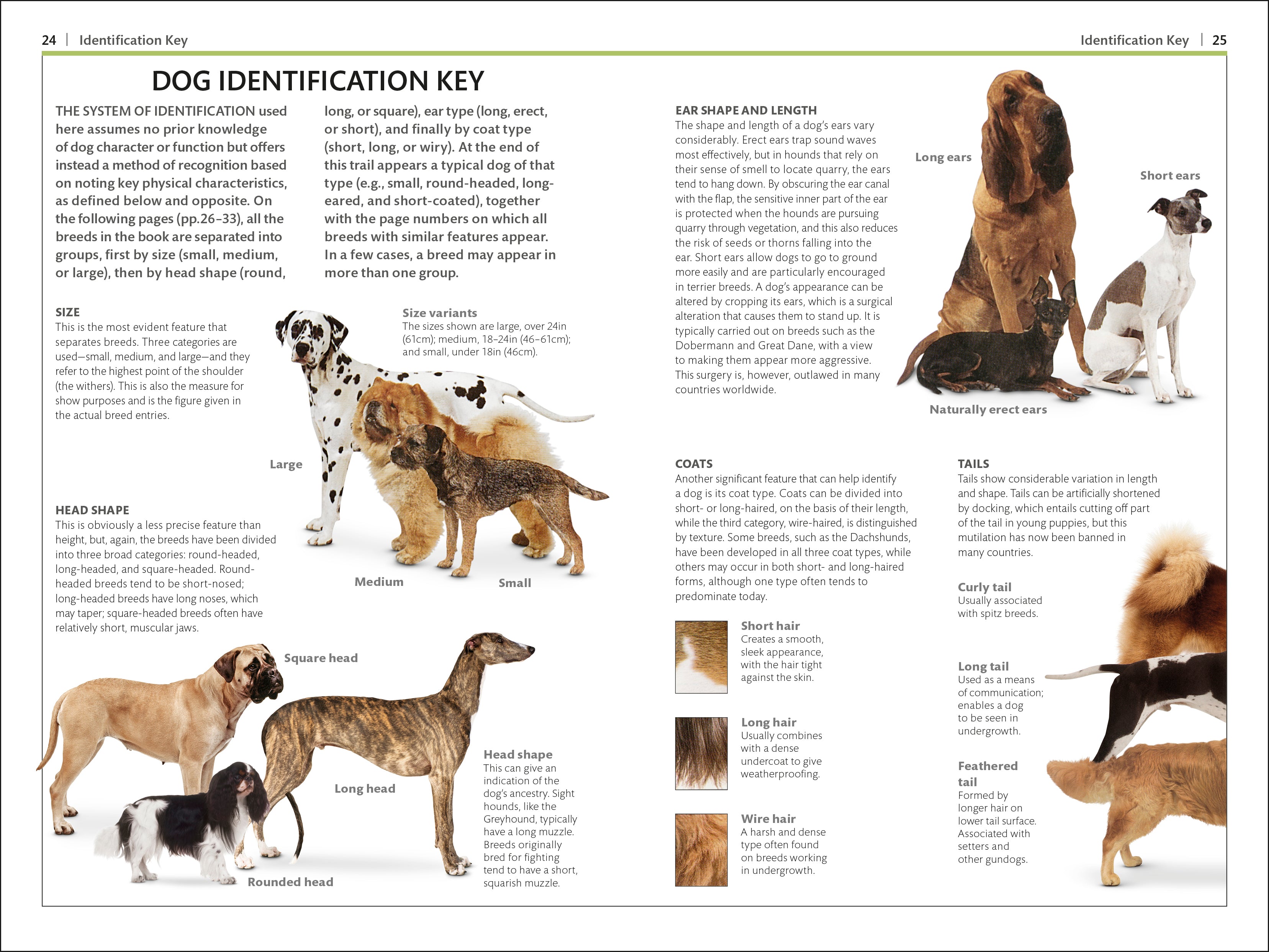 Dogs-Spread, Image, (PRHC, Design, Do, Not, Use)-4