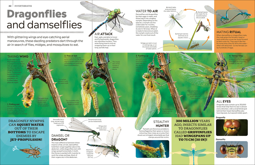 Eyewitness Encyclopedia of Animals