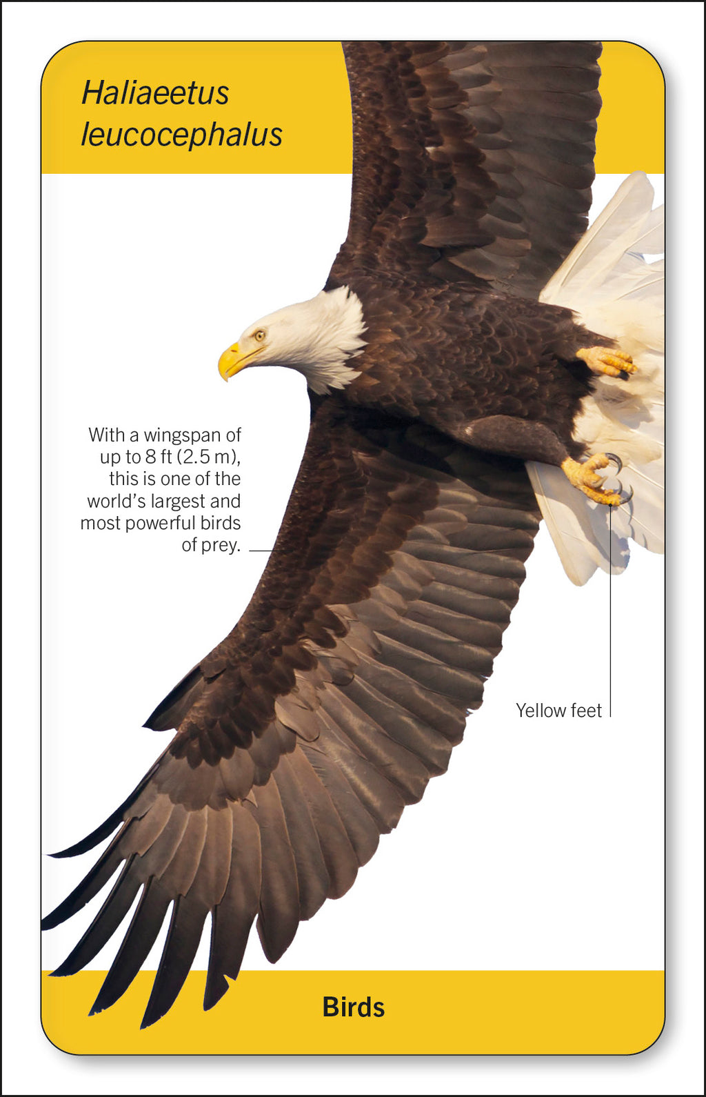 Our World in Pictures Animals of the World Flash Cards-Spread, Image, (PRHC, Design, Do, Not, Use)-8