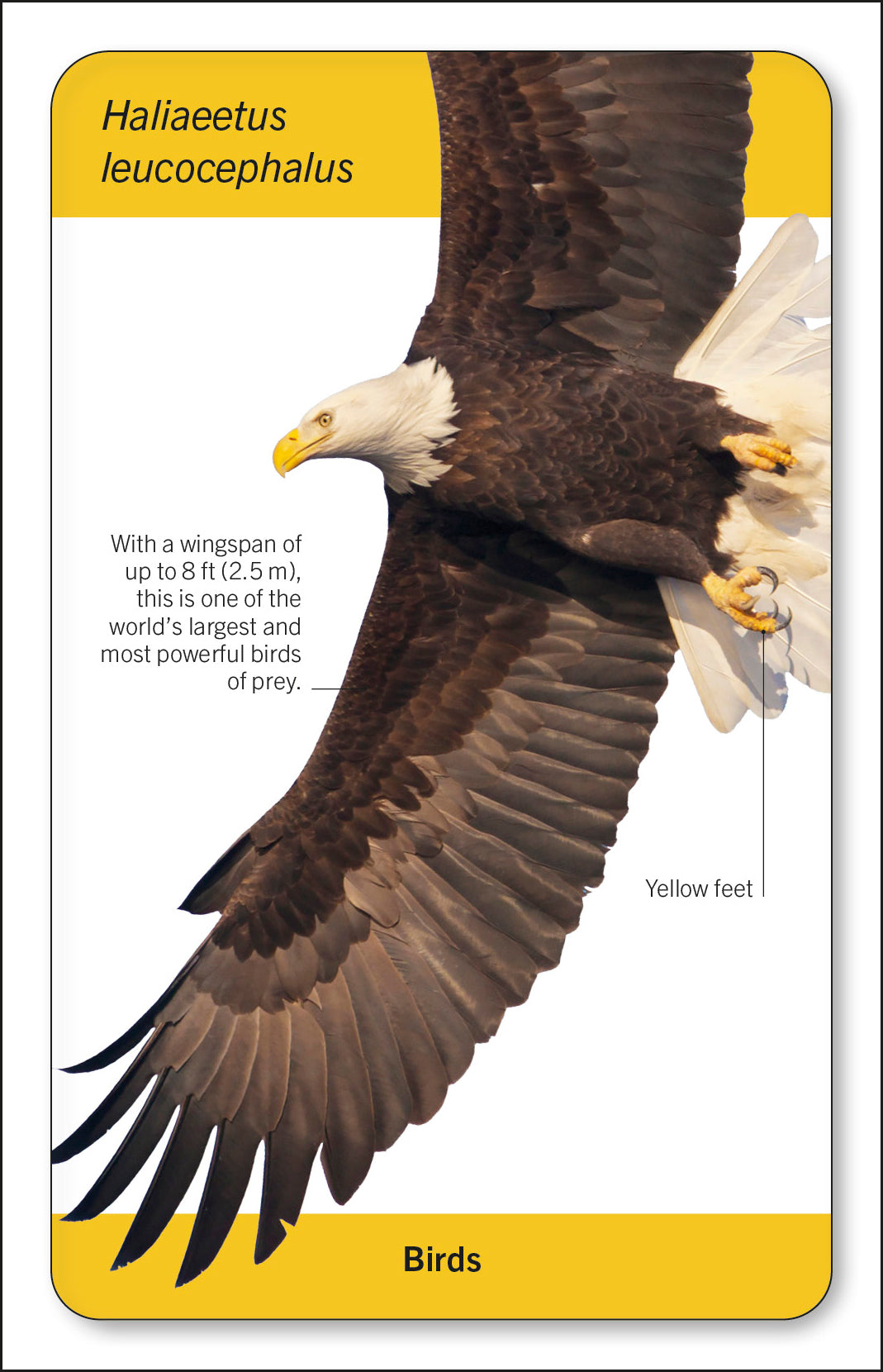 Our World in Pictures Animals of the World Flash Cards-Spread, Image, (PRHC, Design, Do, Not, Use)-8