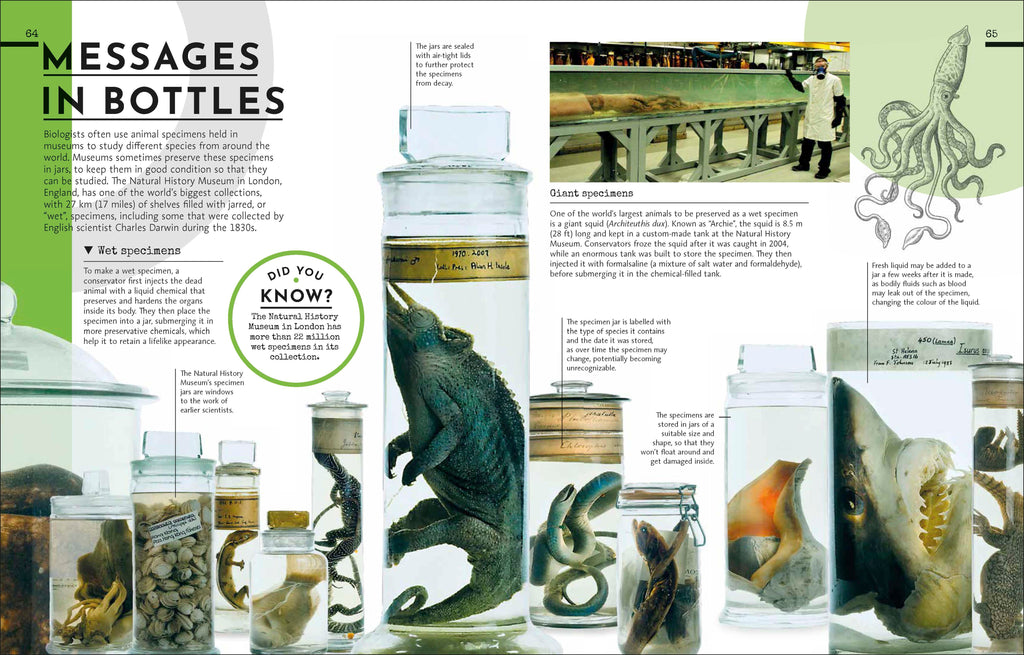 Behind the Scenes at the Museum