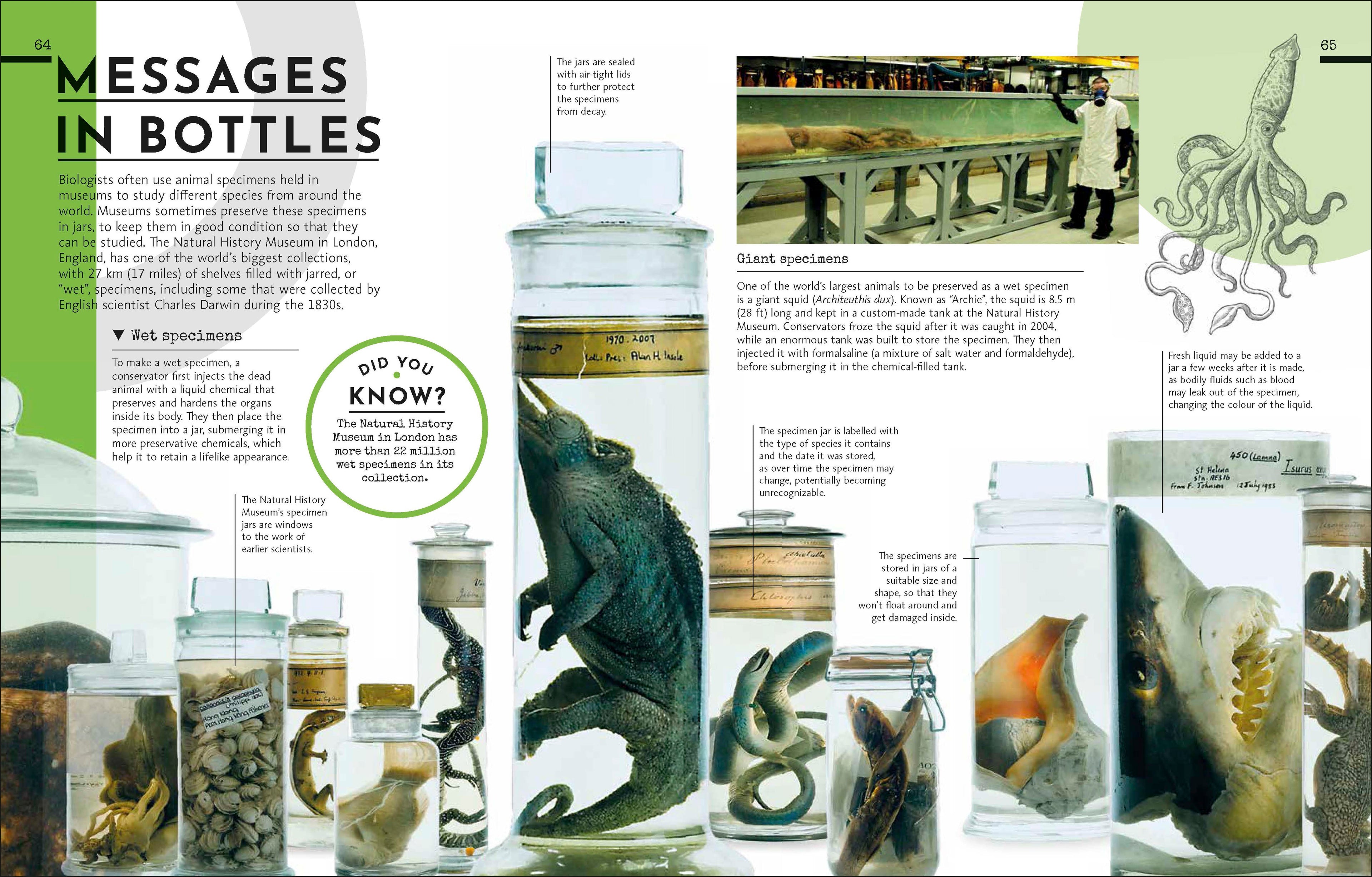 Behind the Scenes at the Museum