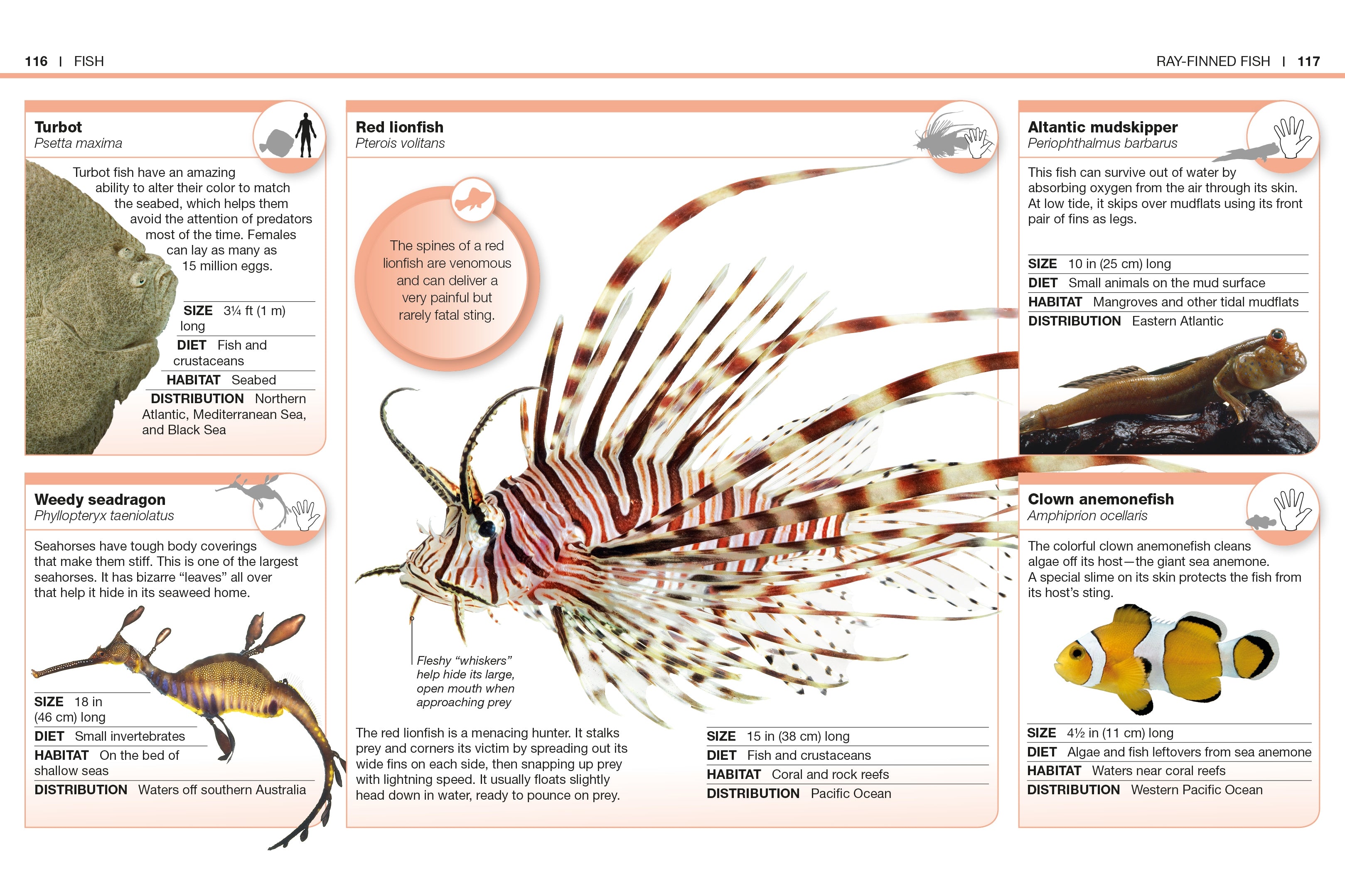 Pocket Genius: Animals