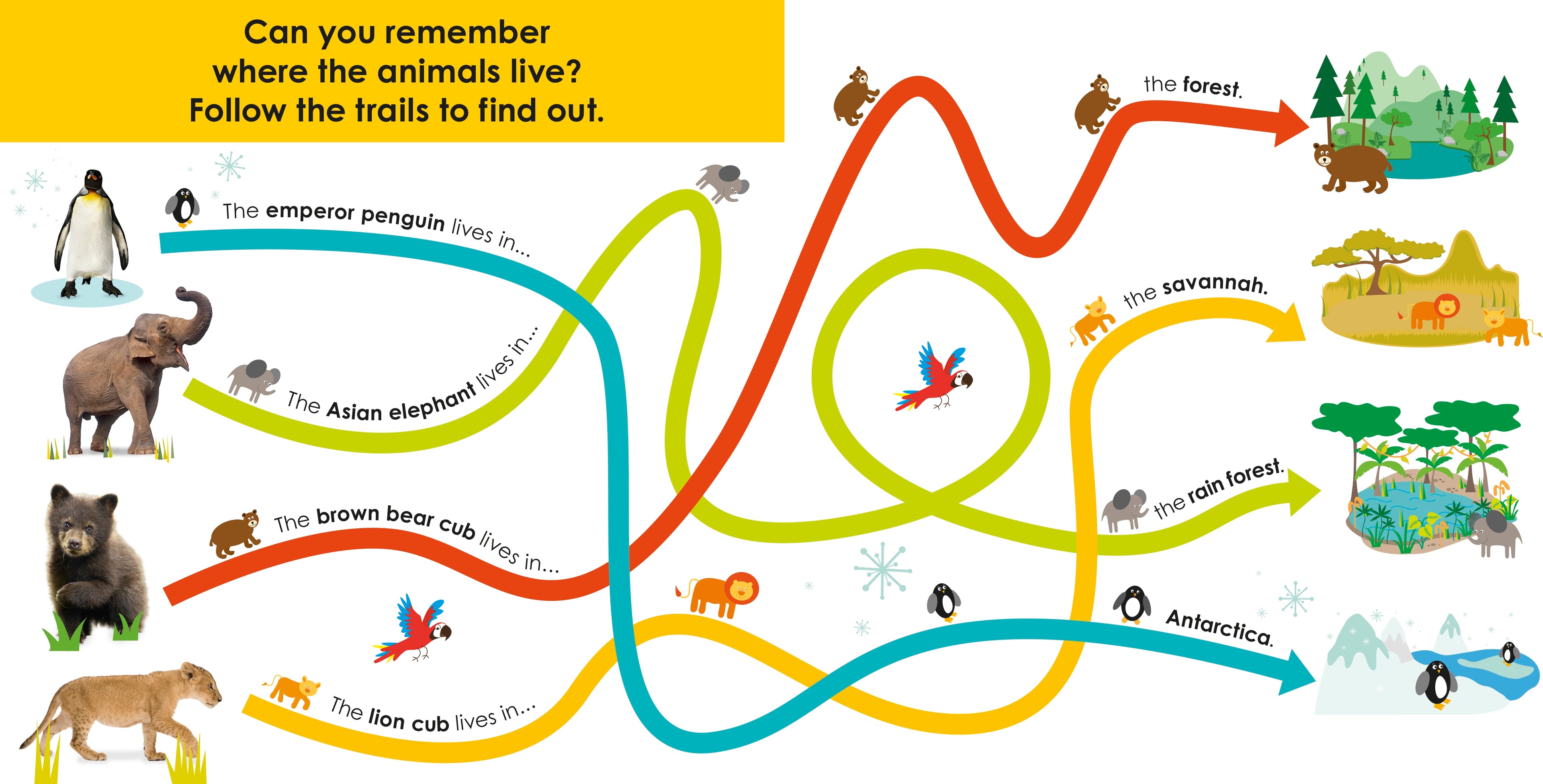 Follow the Trail: Wild Animals