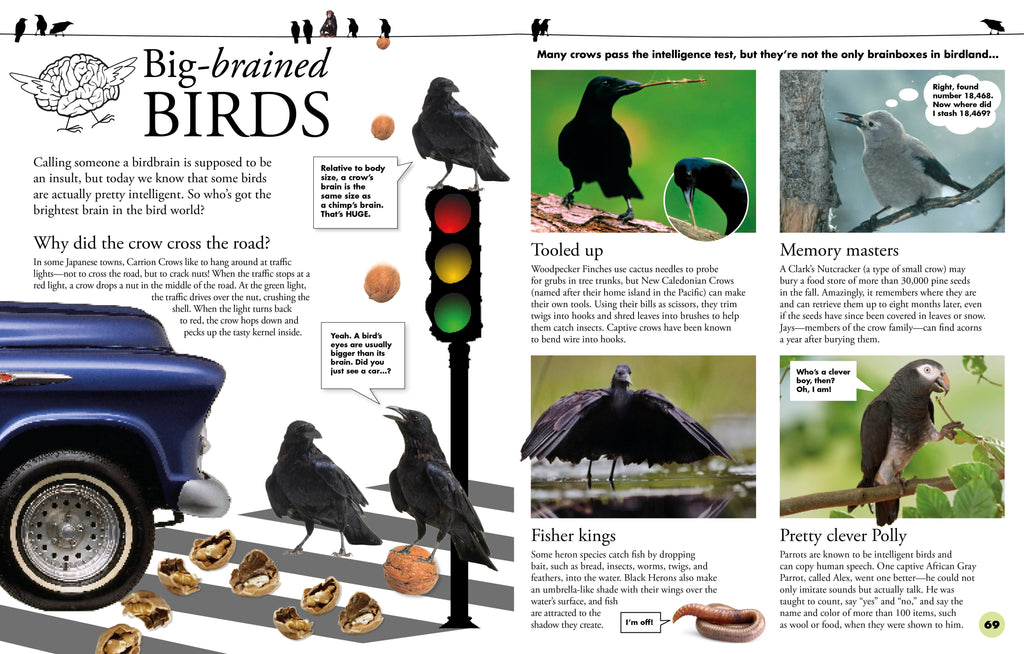 Everything You Need to Know About Birds