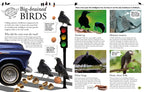 Everything You Need to Know About Birds