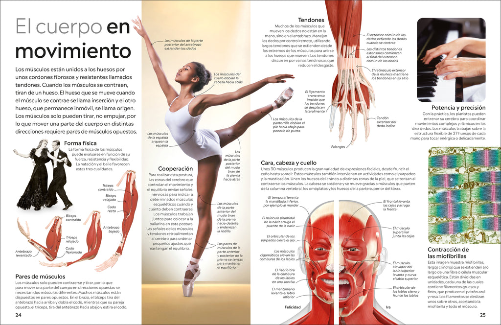 Eyewitness: Cuerpo humano (Human Body)-Spread, Image, (PRHC, Design, Do, Not, Use)-2