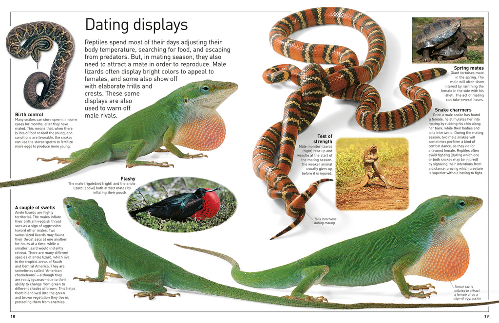 DK Eyewitness Books: Reptile