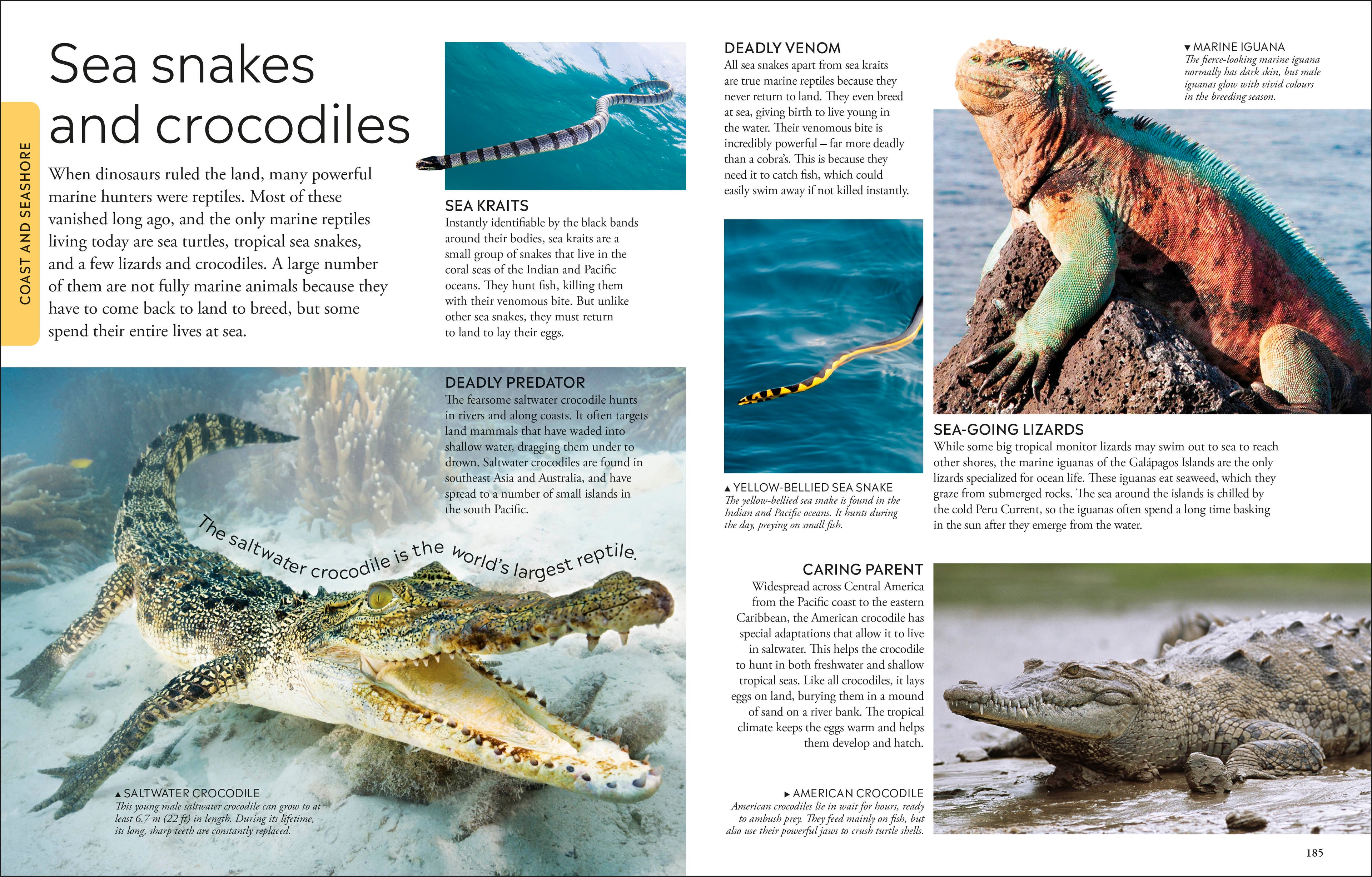 Ocean A Children's Encyclopedia: New Edition