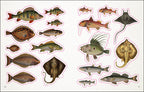 The Seashore Sticker Anthology-Spread, Image, (PRHC, Design, Do, Not, Use)-6