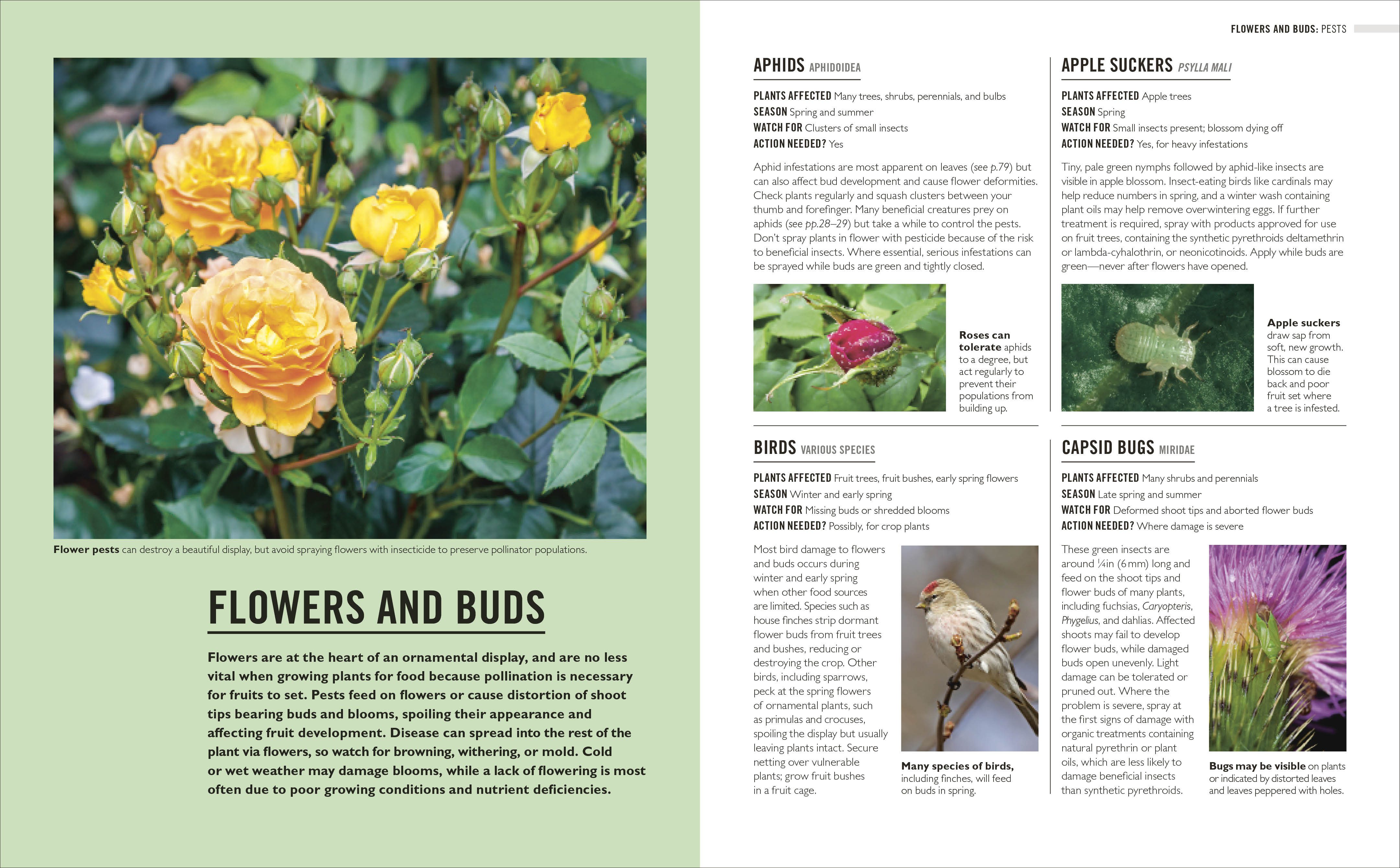 Grow Pests & Diseases – DK