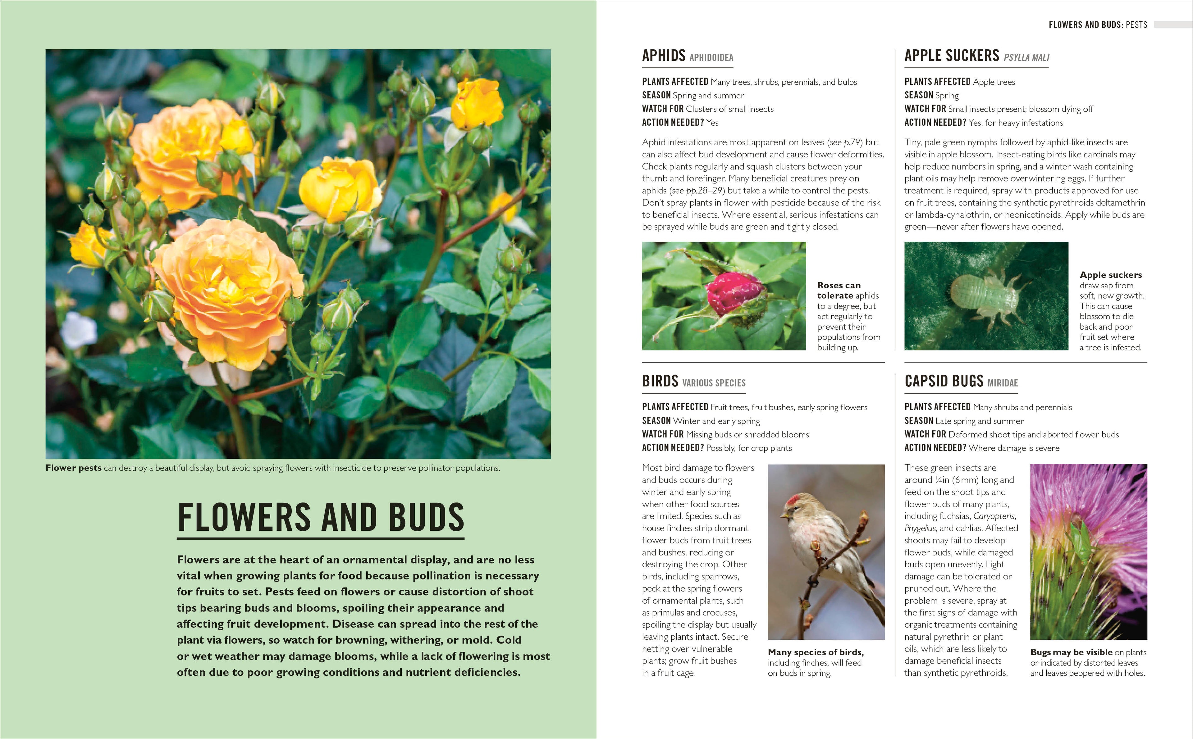 Grow Pests & Diseases-Spread, Image, (PRHC, Design, Do, Not, Use)-3