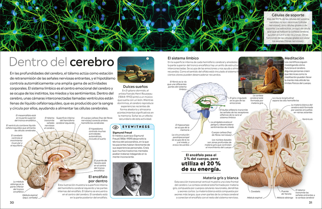 Eyewitness: Cuerpo humano (Human Body)-Spread, Image, (PRHC, Design, Do, Not, Use)-3