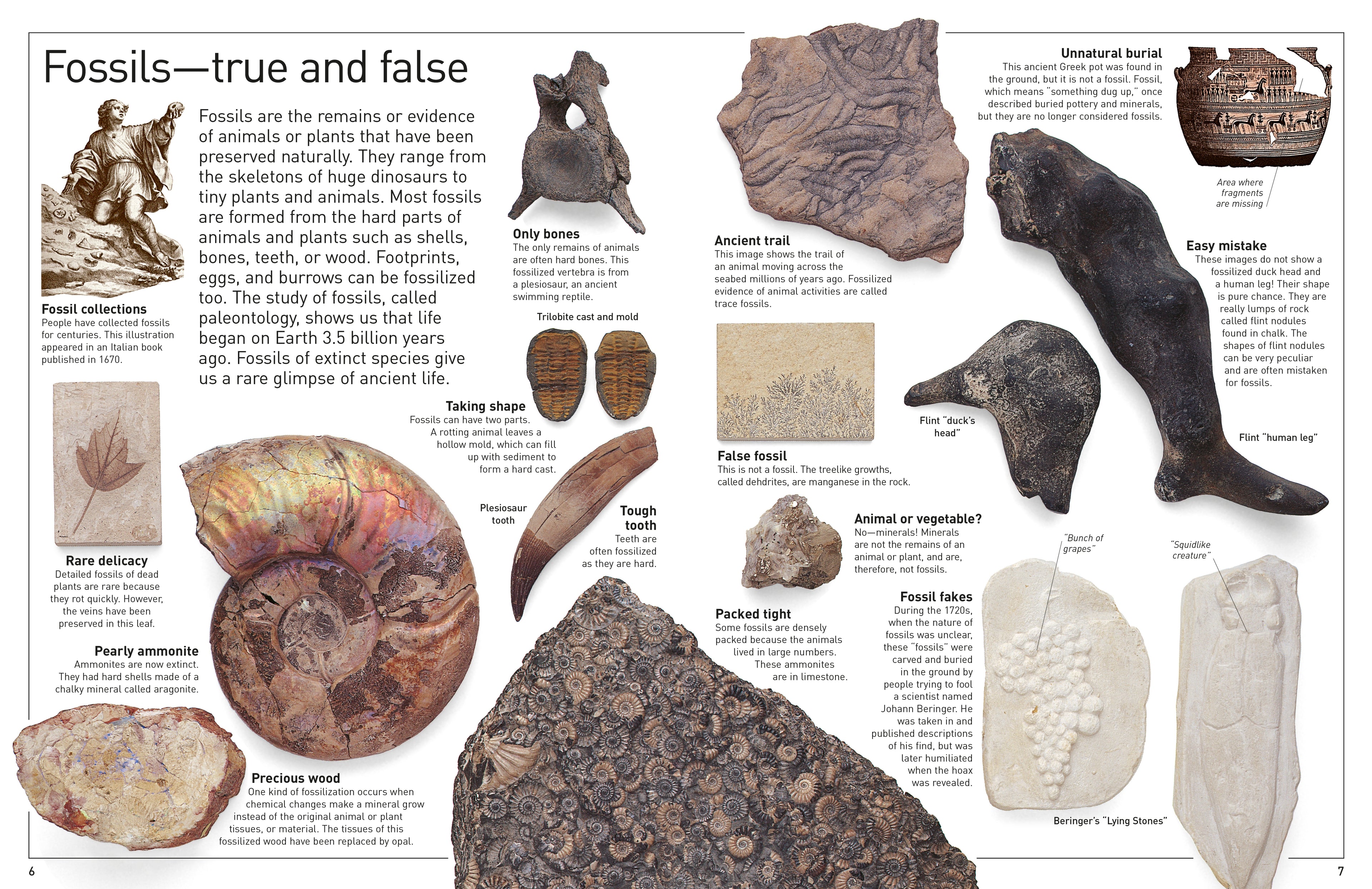 DK Eyewitness Books: Fossil