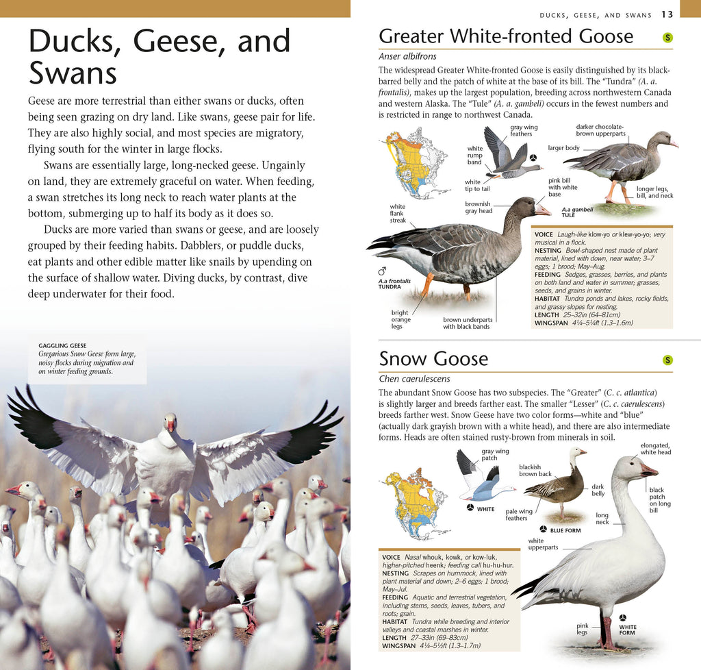 American Museum of Natural History: Pocket Birds of North America, Western Region