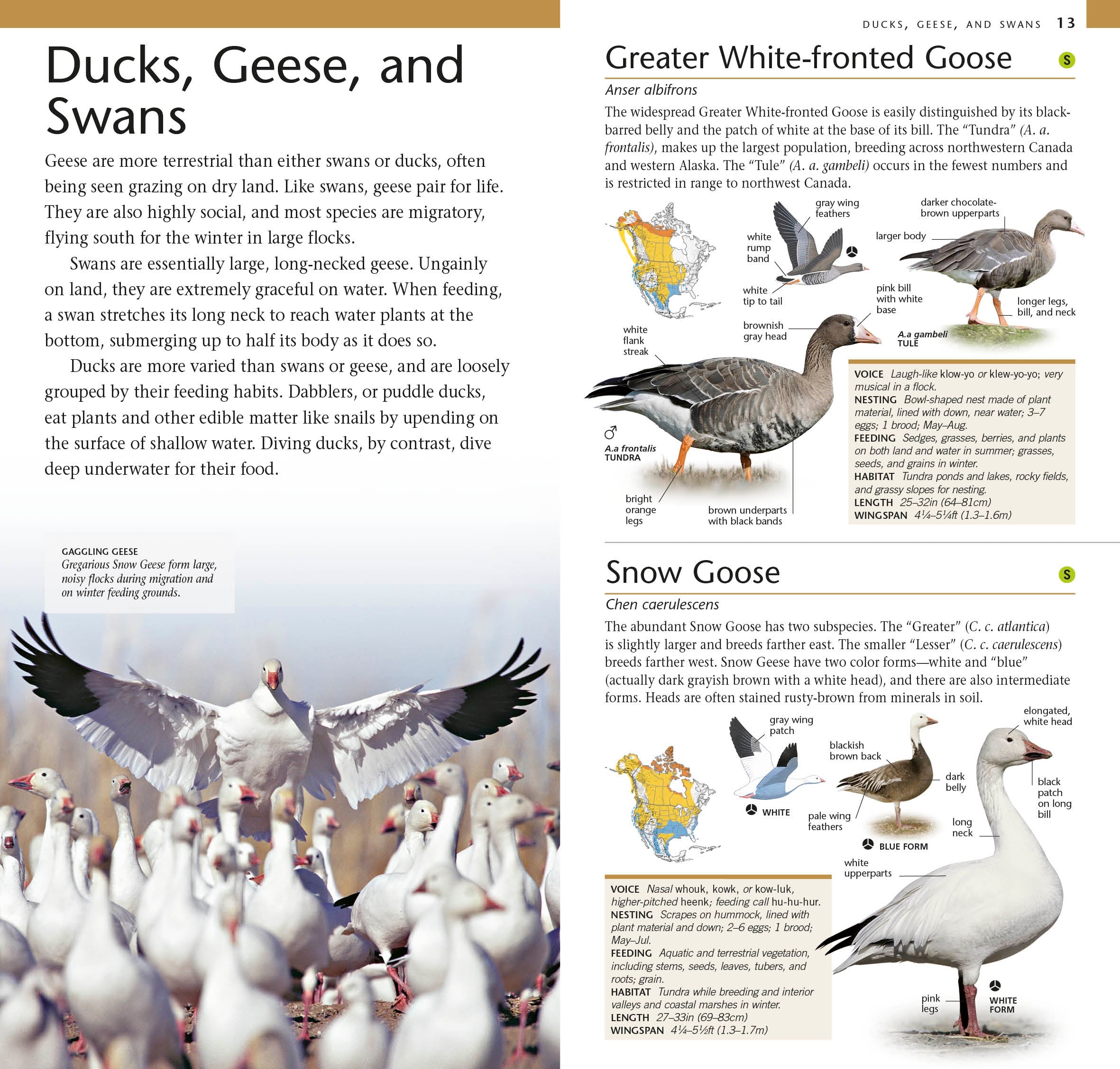 American Museum of Natural History: Pocket Birds of North America, Western Region