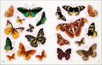 The Bees, Birds & Butterflies Sticker Anthology