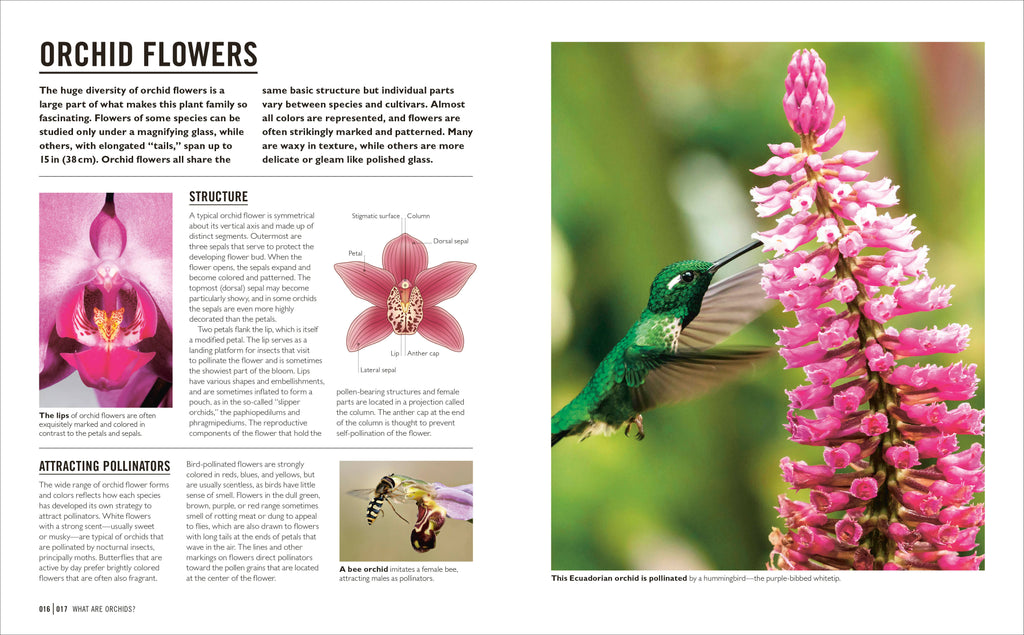 Grow Orchids-Spread, Image, (PRHC, Design, Do, Not, Use)-2