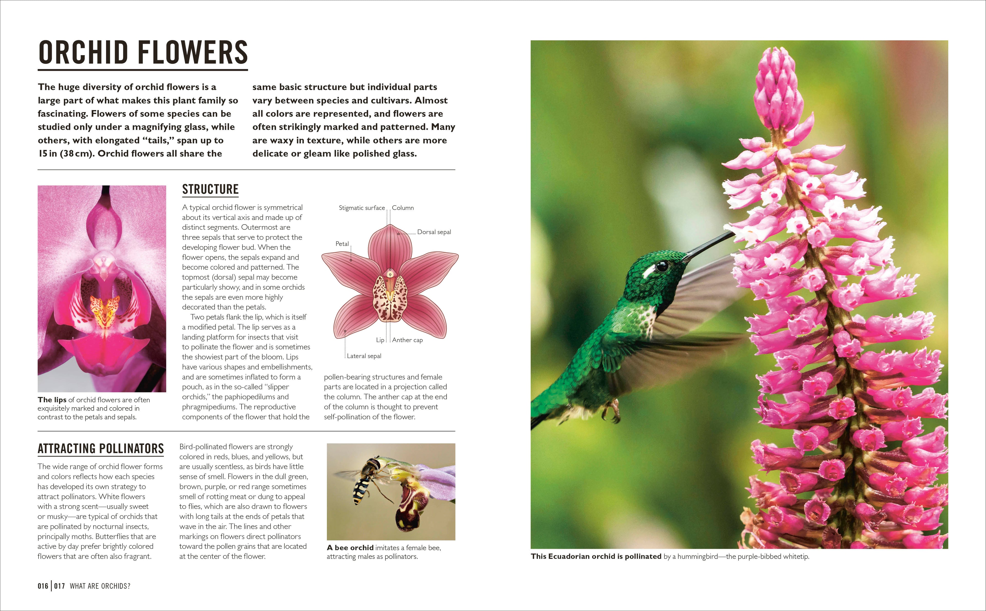 Grow Orchids-Spread, Image, (PRHC, Design, Do, Not, Use)-2